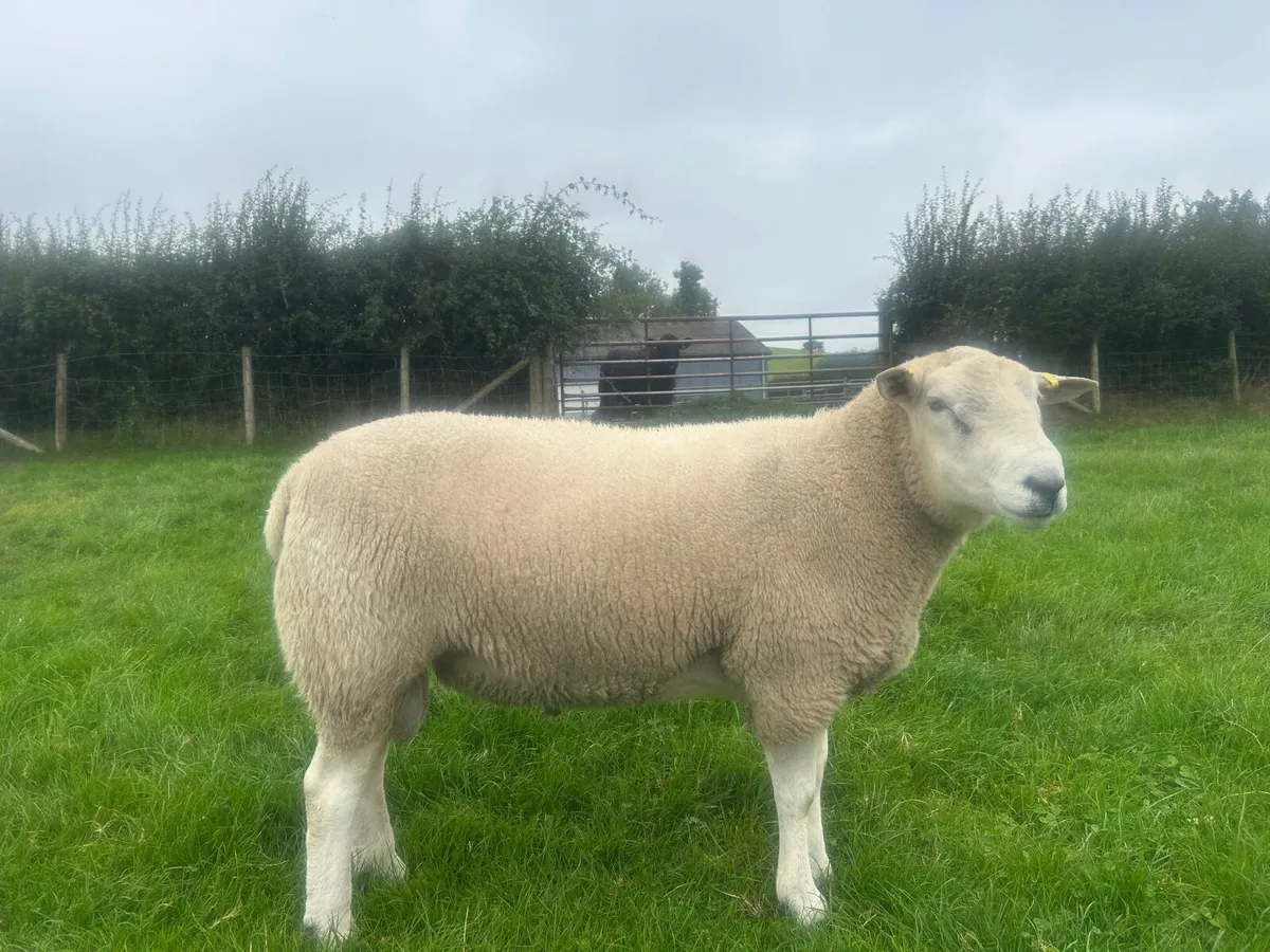 Belclare shearling rams - Image 1