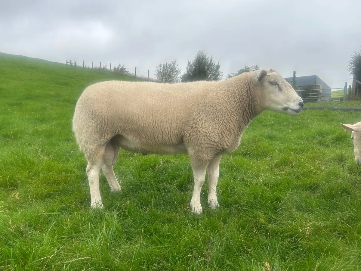Belclare shearling rams - Image 2