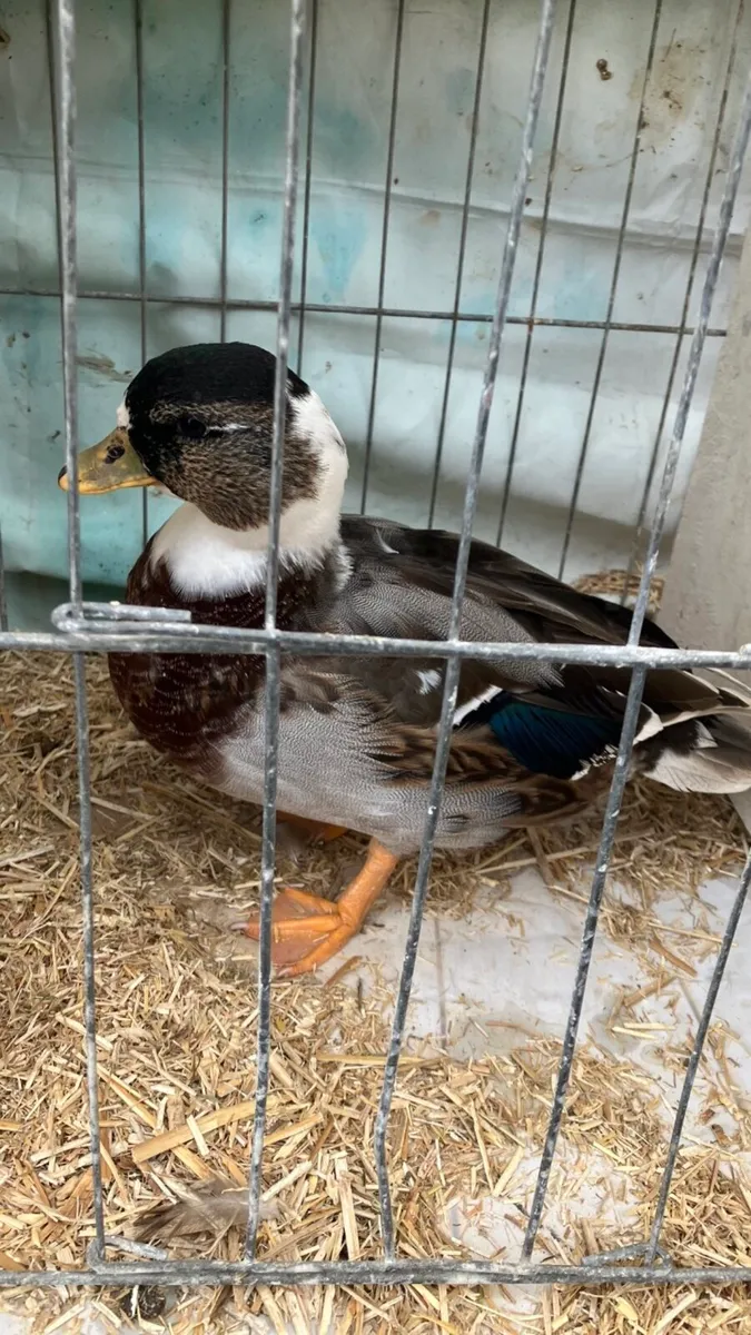 Call ducks / Serama’s - Image 4