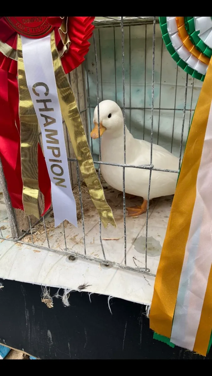 Call ducks / Serama’s - Image 1