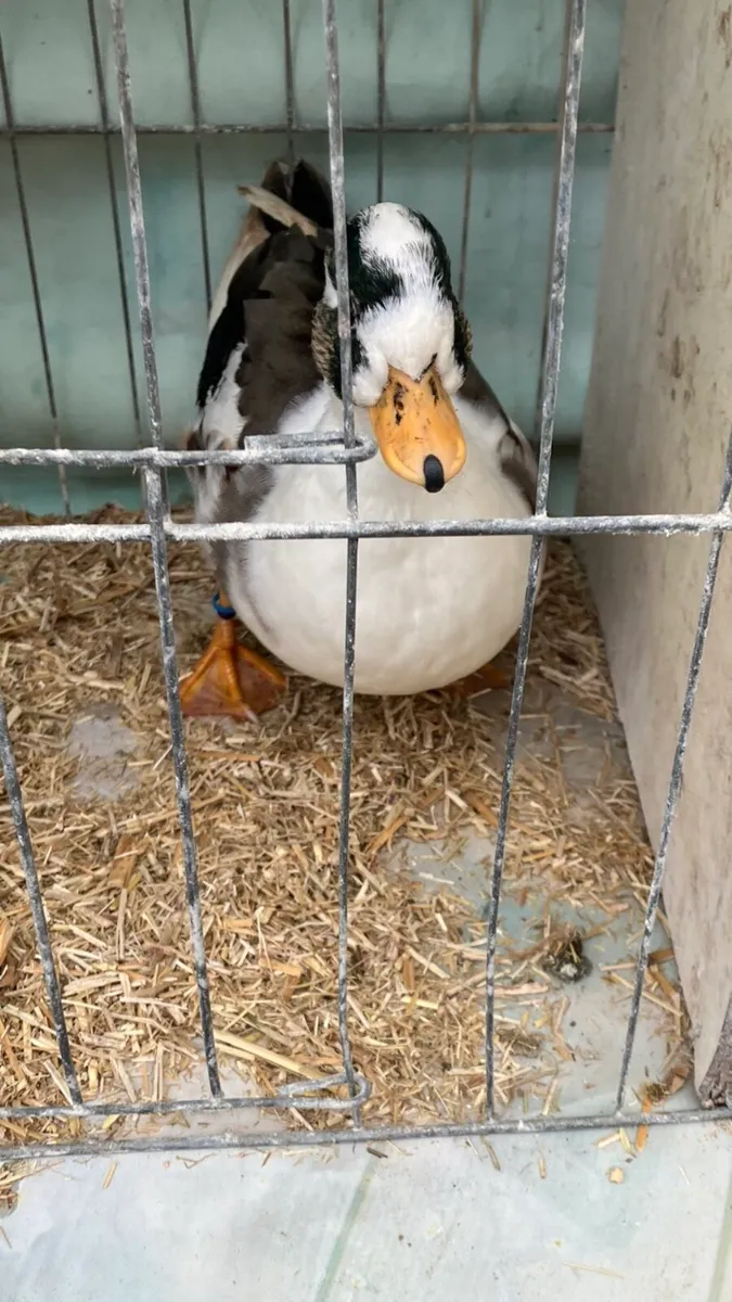 Call ducks / Serama’s - Image 2