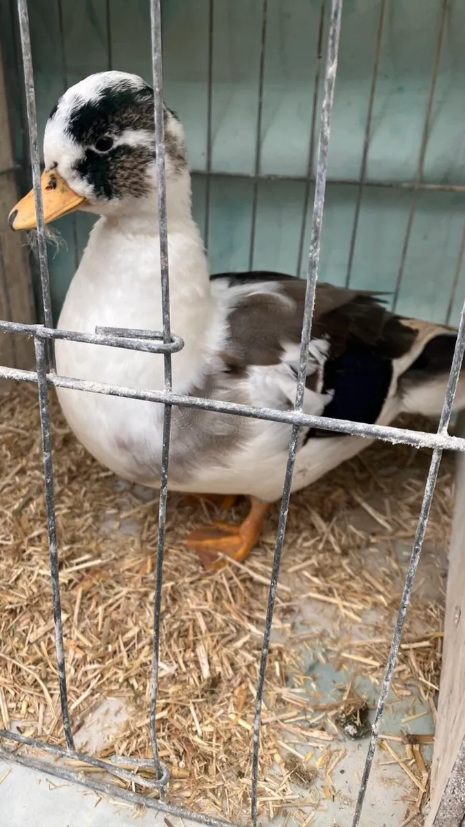Call ducks / Serama’s - Image 3
