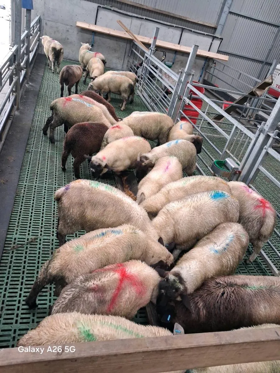 Store ram lambs - Image 1