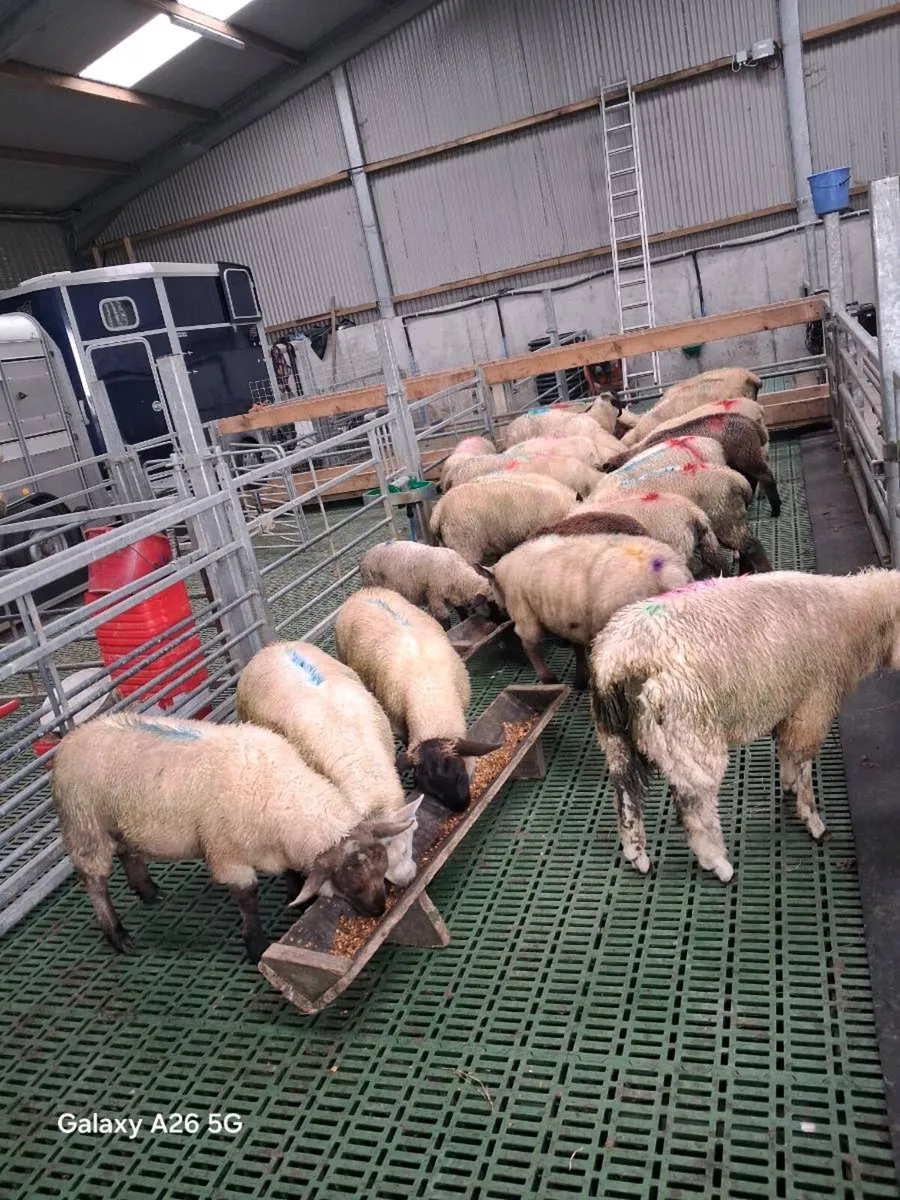 Store ram lambs - Image 2