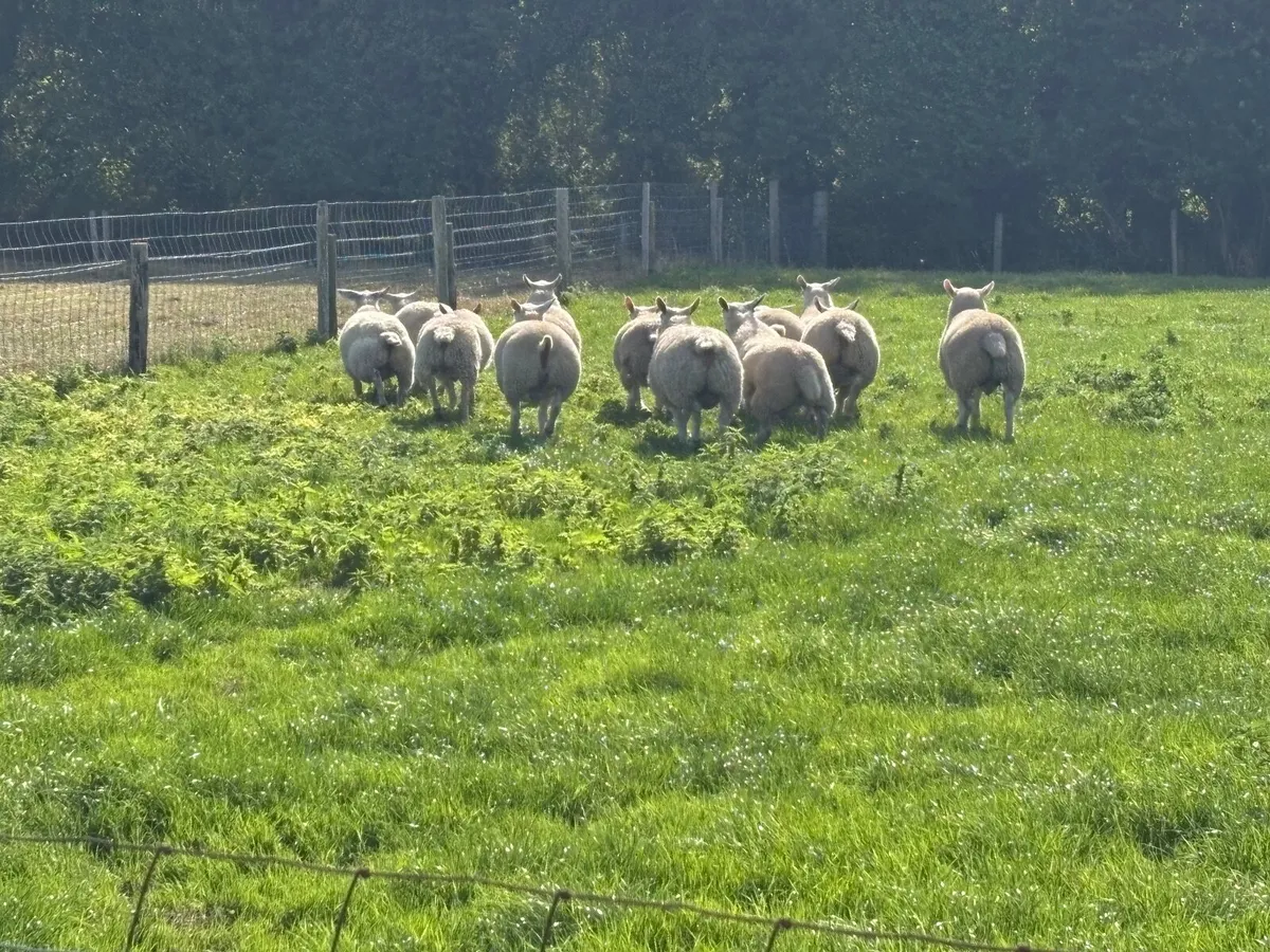 4 Texel ram lambs &4 Texel X Blueleister - Image 3