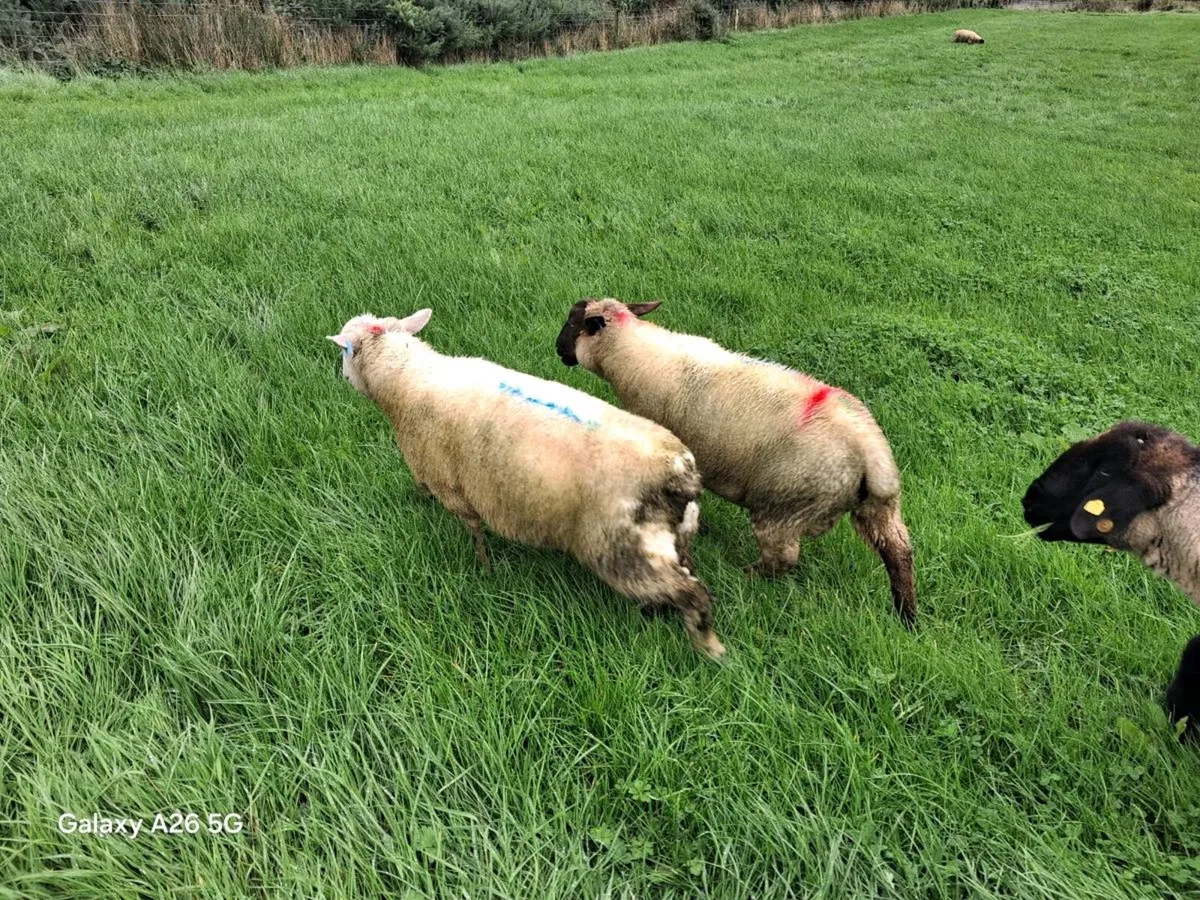 Store ram lambs - Image 3