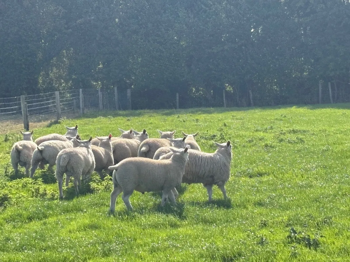 4 Texel ram lambs &4 Texel X Blueleister - Image 1