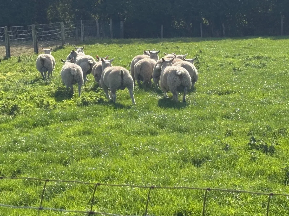 4 Texel ram lambs &4 Texel X Blueleister - Image 2