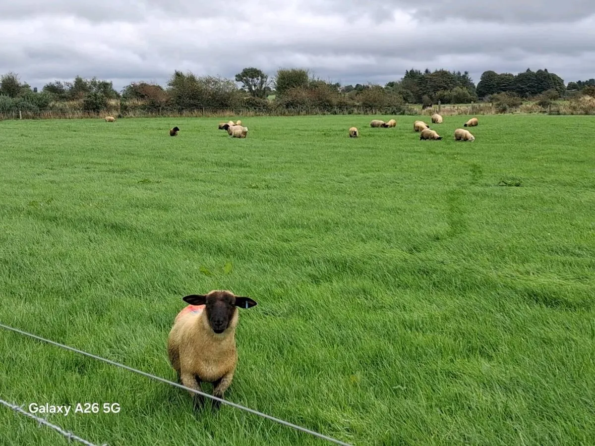 Store ram lambs - Image 4