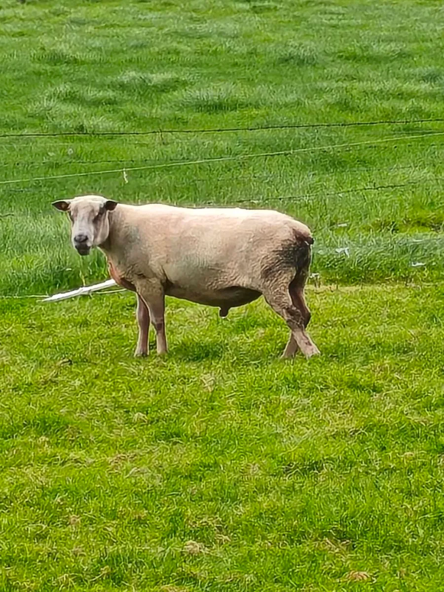 Charlollais ram - Image 1