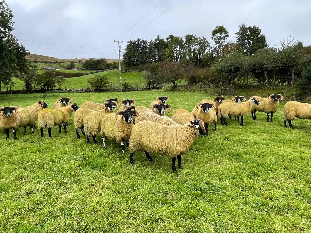 Lanark ram lambs sis - Image 1