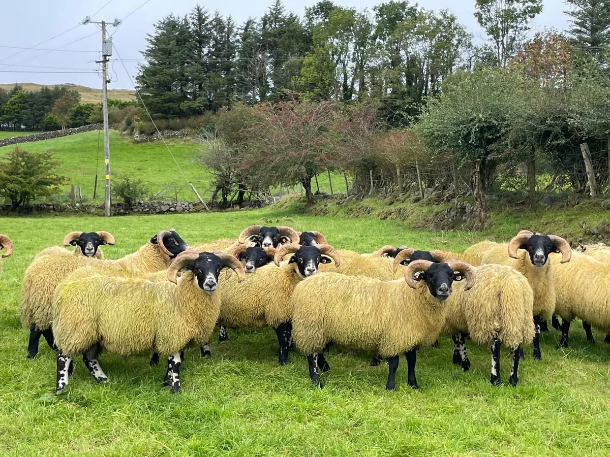 Lanark ram lambs sis - Image 2