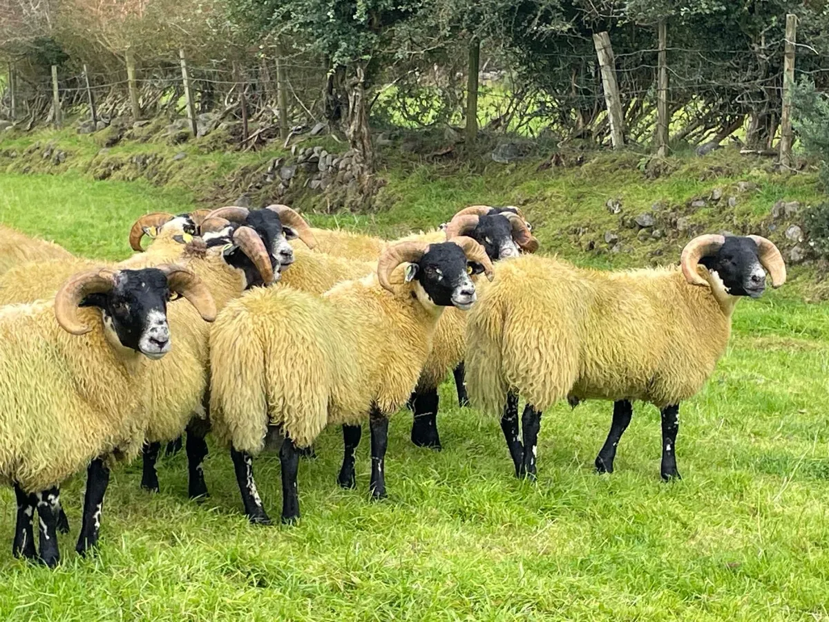 Lanark ram lambs sis - Image 3