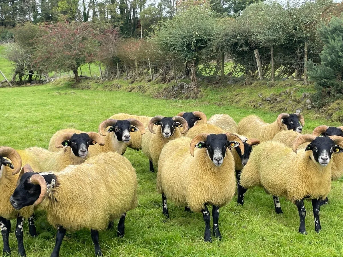 Lanark ram lambs sis - Image 4