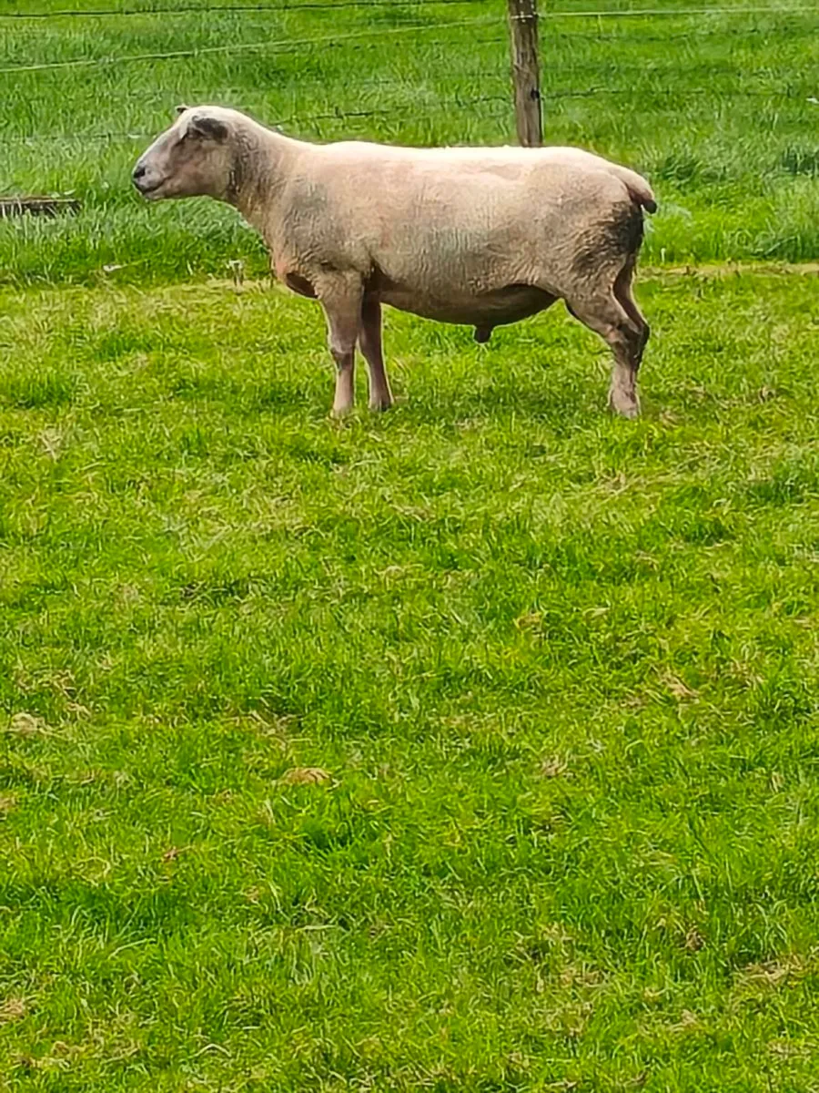 Charlollais ram - Image 2
