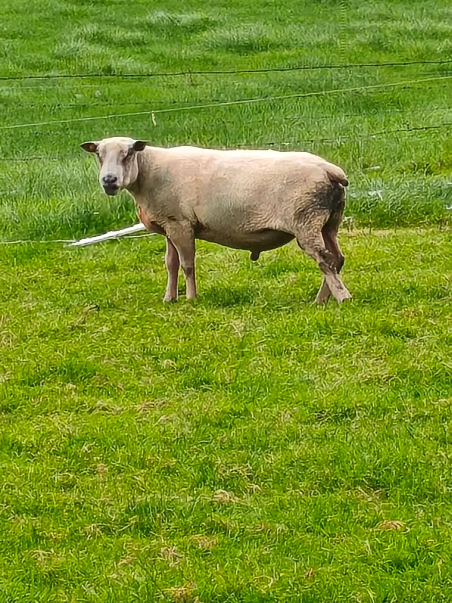 Charlollais ram - Image 3