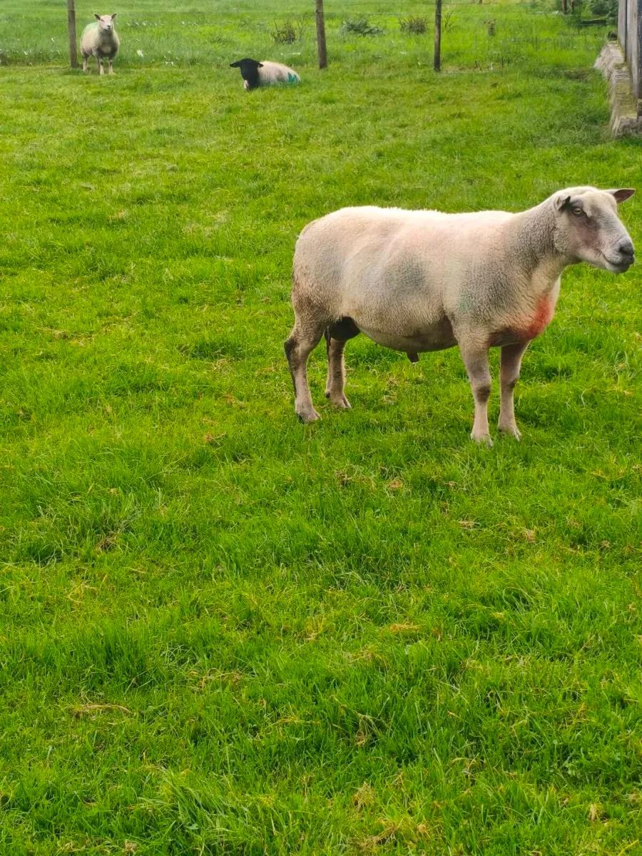 Charlollais ram - Image 4