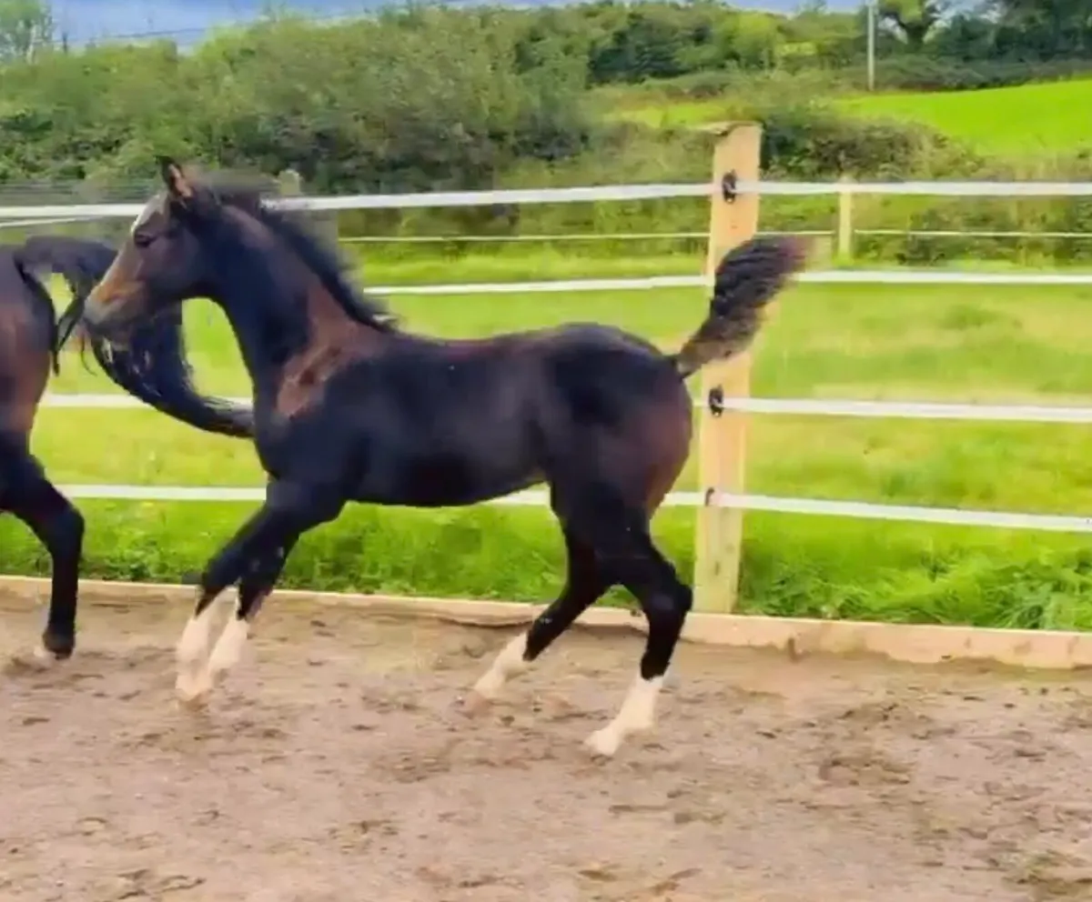"Sibling to 1.35m show jumper Muzika" - Image 2