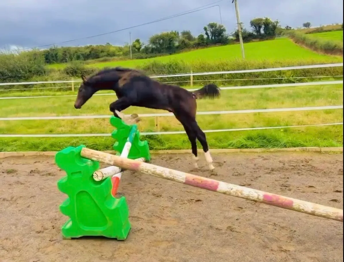 "Sibling to 1.35m show jumper Muzika" - Image 3