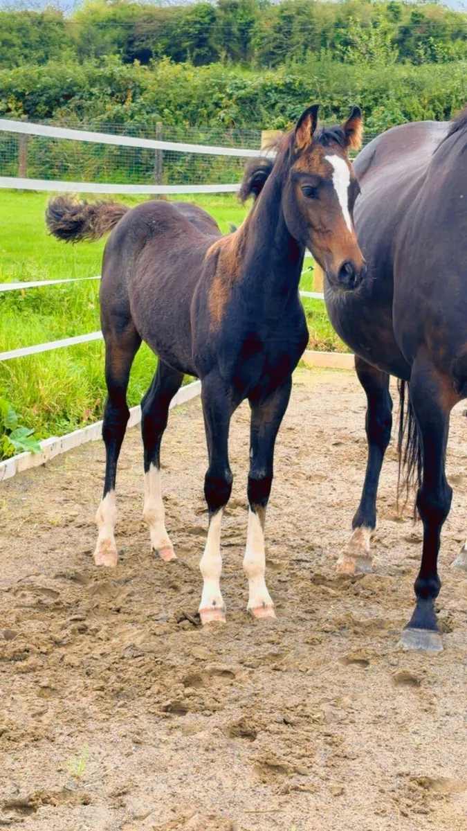 "Sibling to 1.35m show jumper Muzika" - Image 4