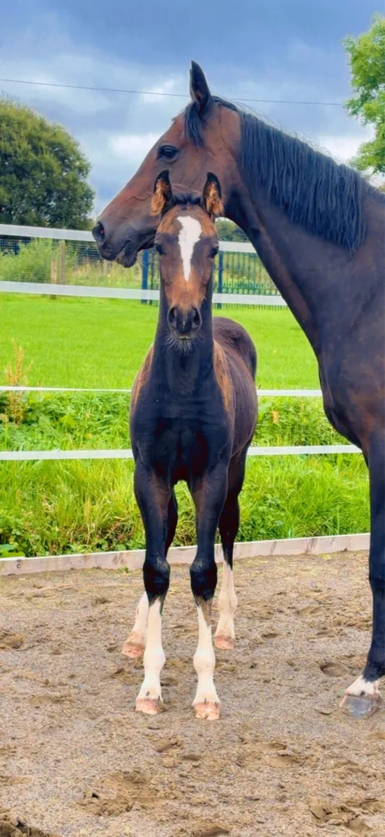 "Sibling to 1.35m show jumper Muzika" - Image 1