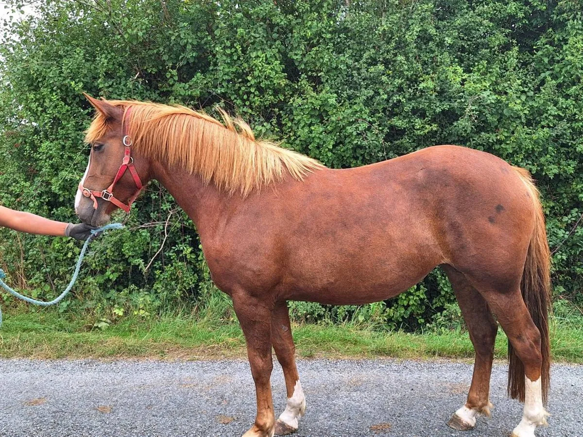 IRISH SPORTS HORSE - 3 YR OLD FILLY - Image 2