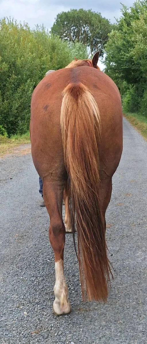 IRISH SPORTS HORSE - 3 YR OLD FILLY - Image 3