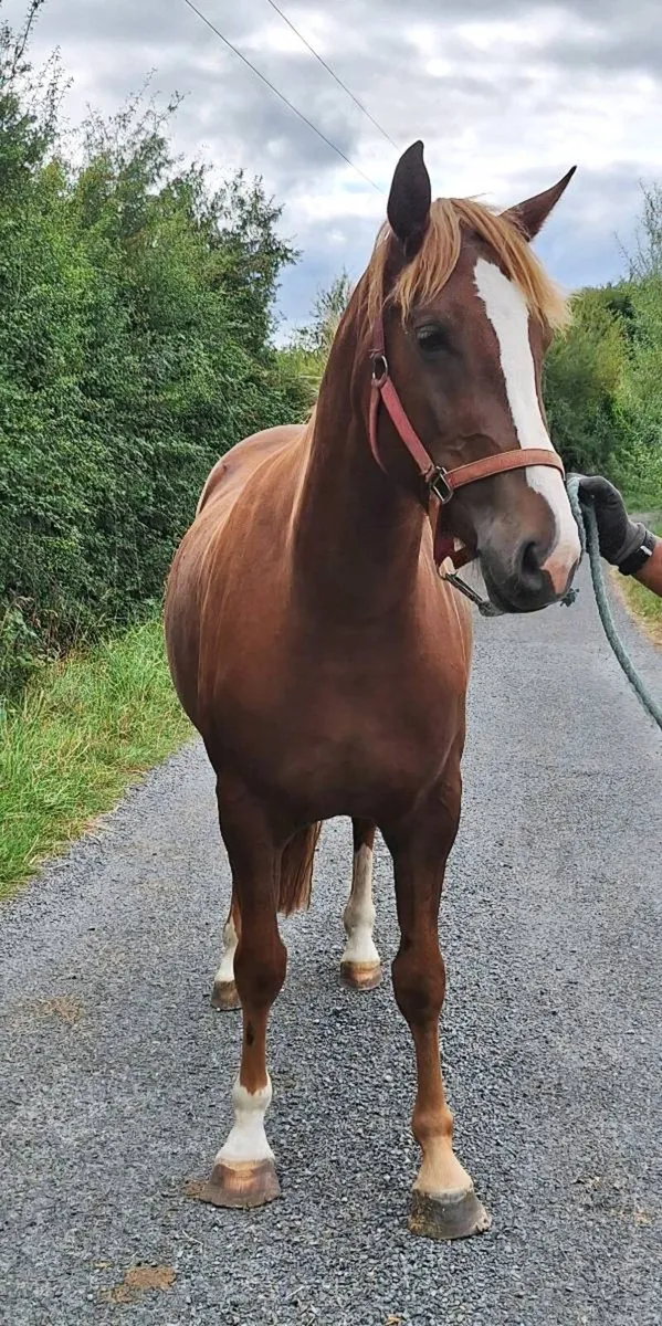 IRISH SPORTS HORSE - 3 YR OLD FILLY - Image 4