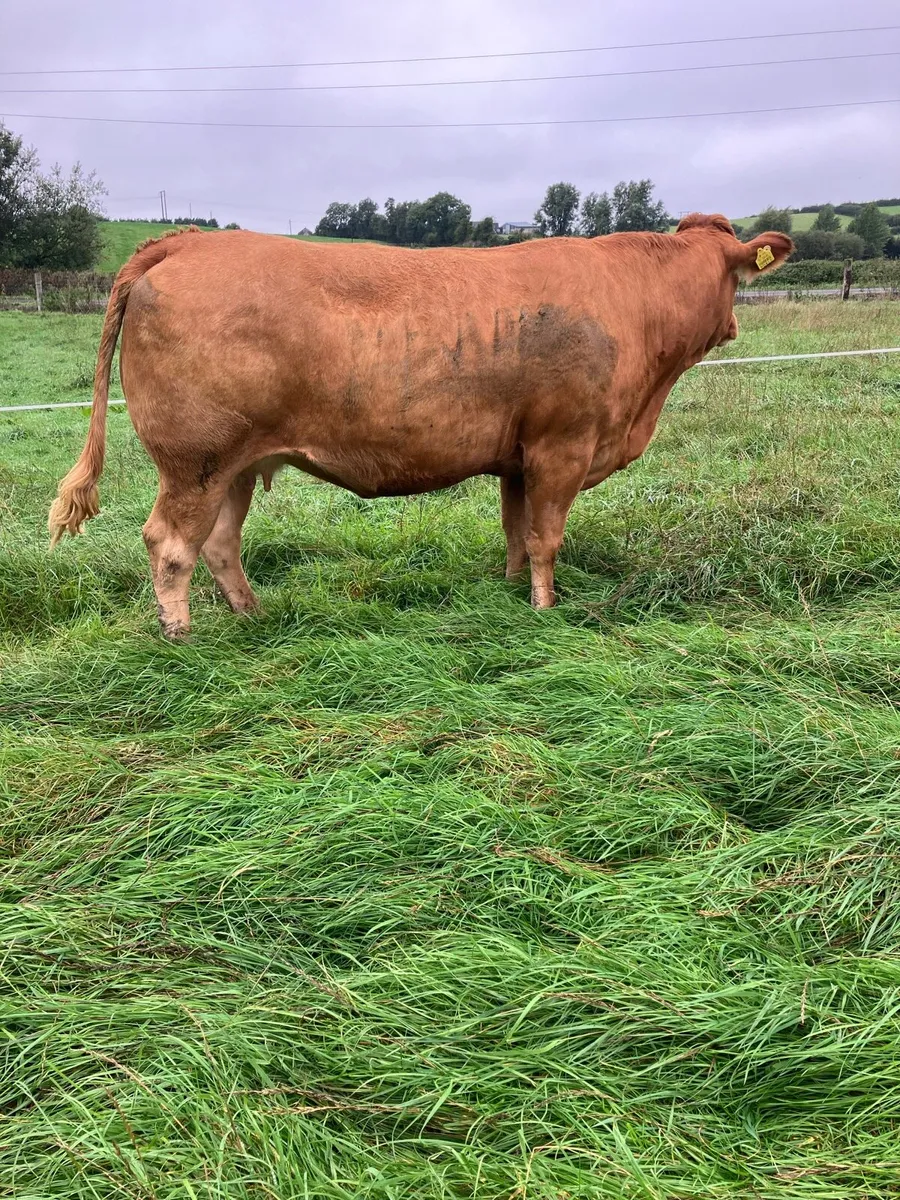 Incalf Heifers for sale - Image 1