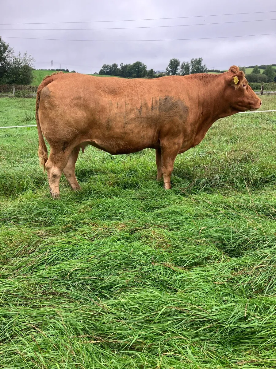 Incalf Heifers for sale - Image 2