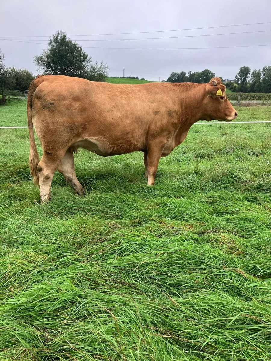 Incalf Heifers for sale - Image 3