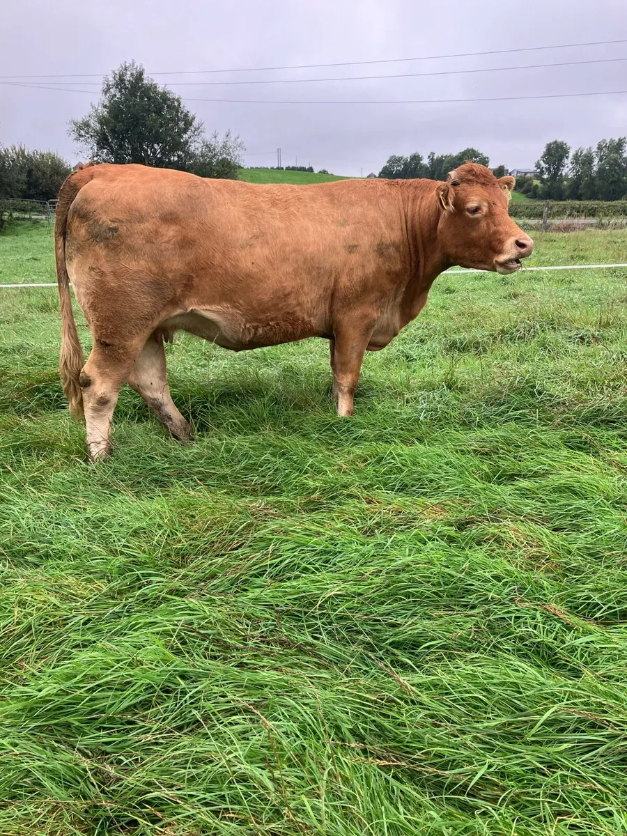 Incalf Heifers for sale - Image 4
