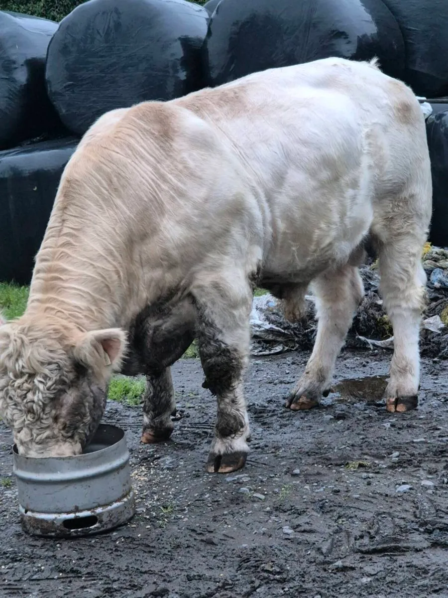 Pedigree registered charolais bulls - Image 3