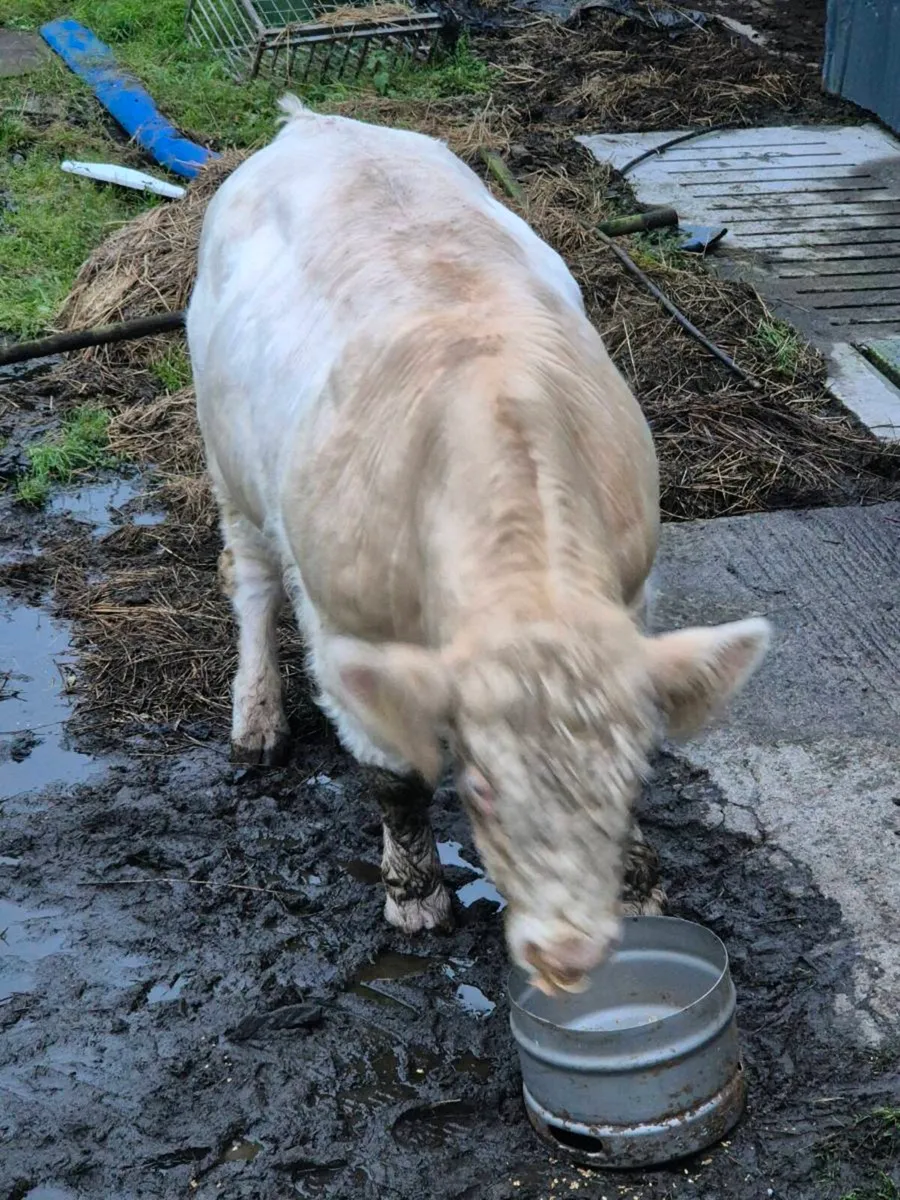 Pedigree registered charolais bulls - Image 4