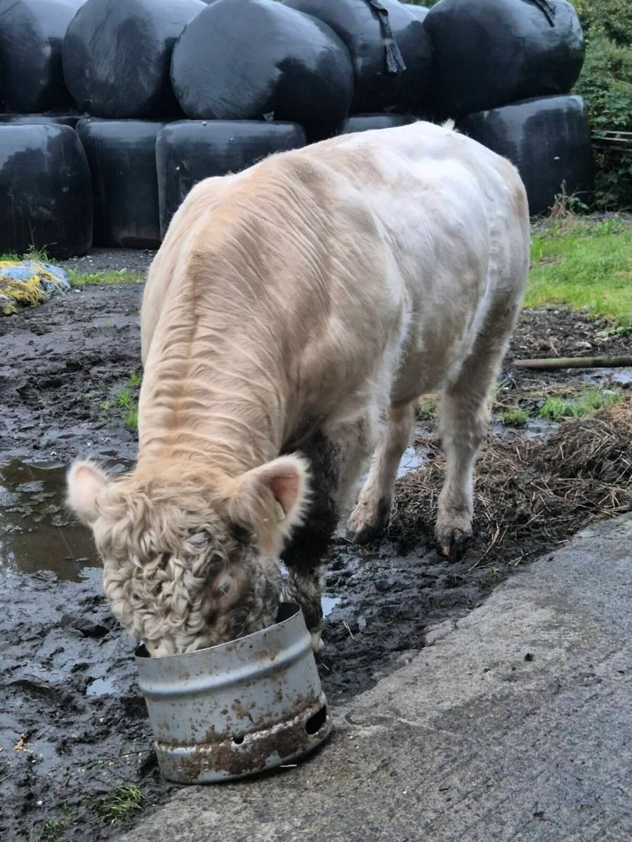 Pedigree registered charolais bulls - Image 1