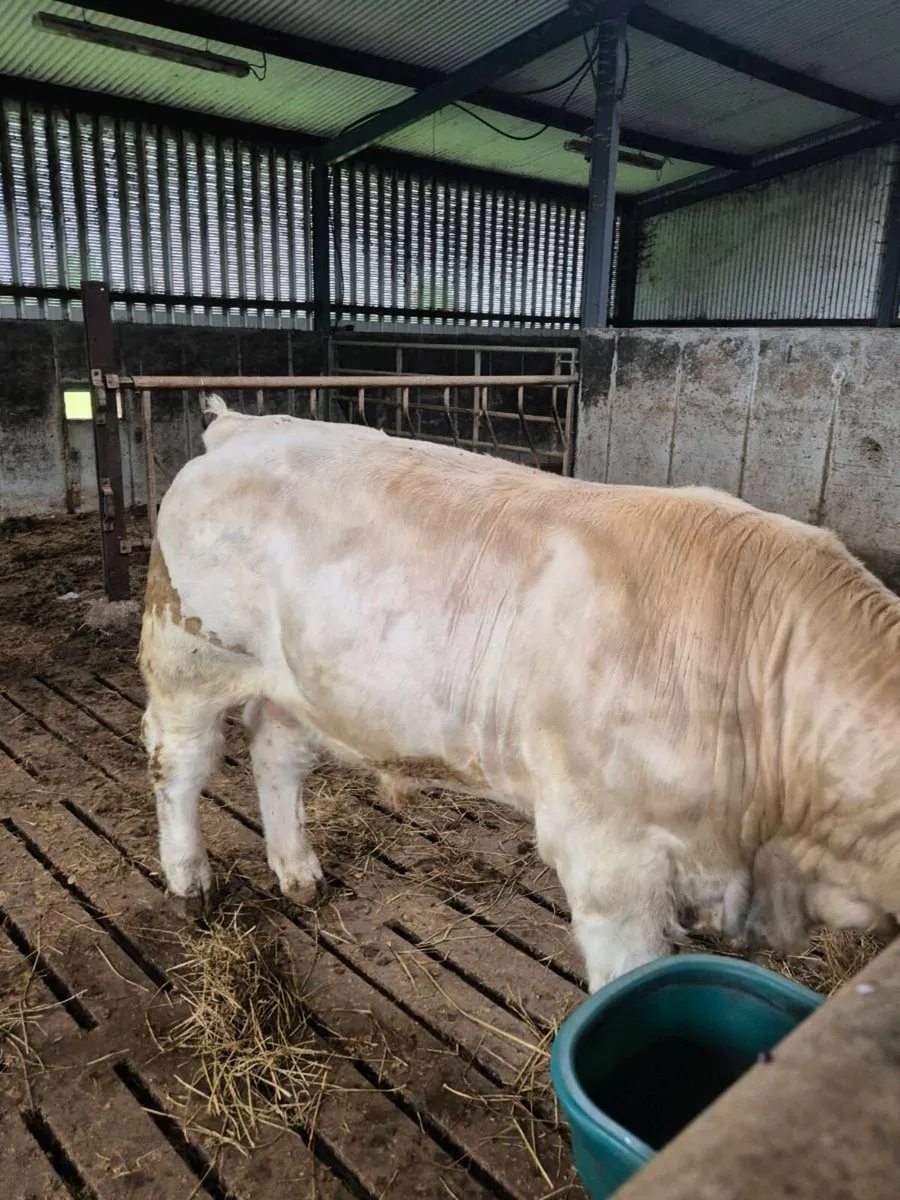 Pedigree registered charolais bulls - Image 2