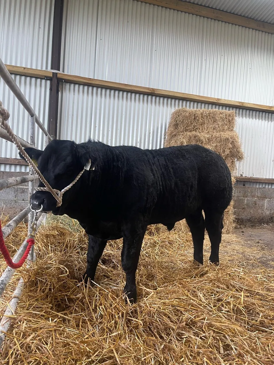 X2 SHOW WEANLING BULLS - Image 3