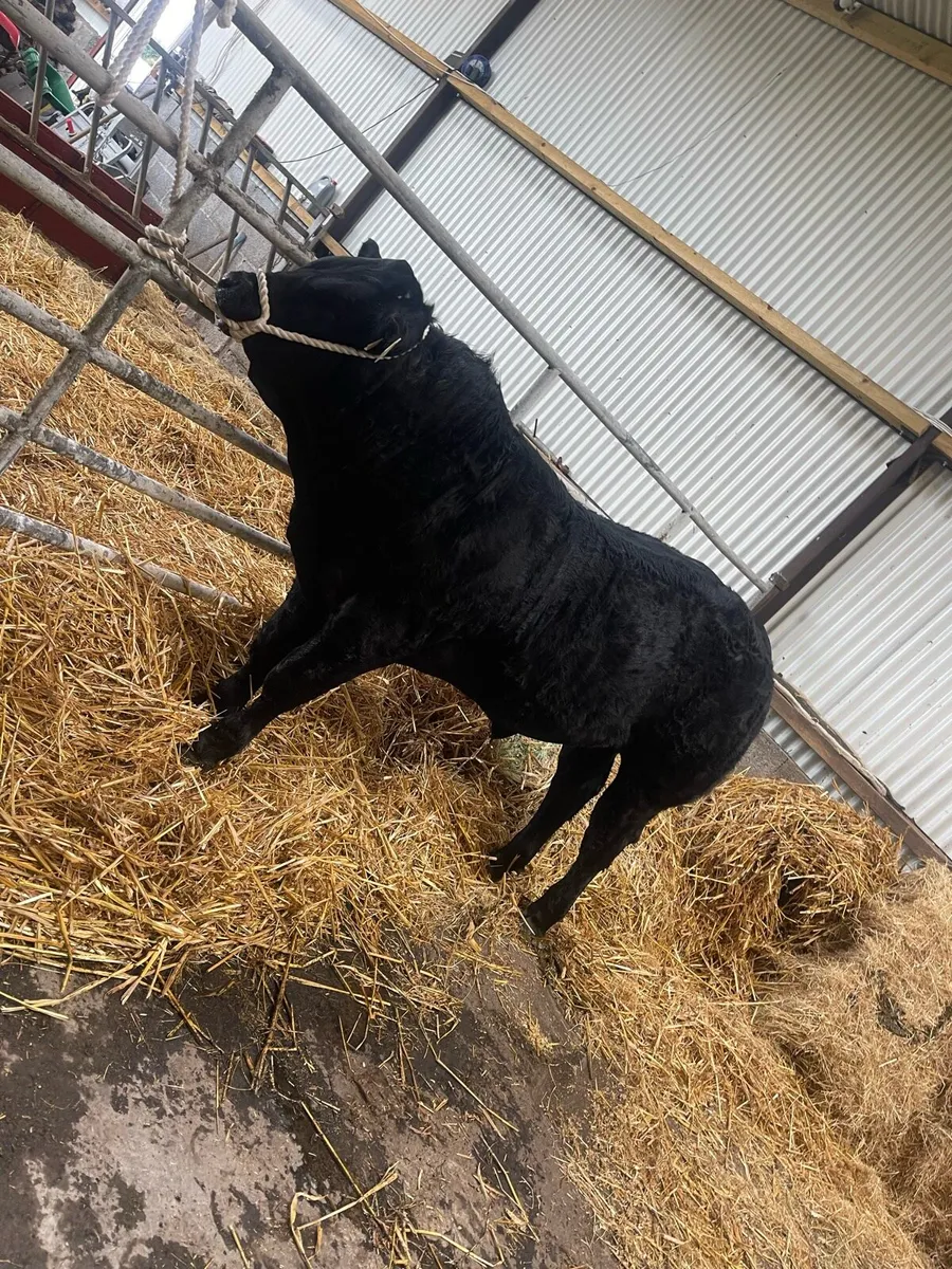X2 SHOW WEANLING BULLS - Image 4