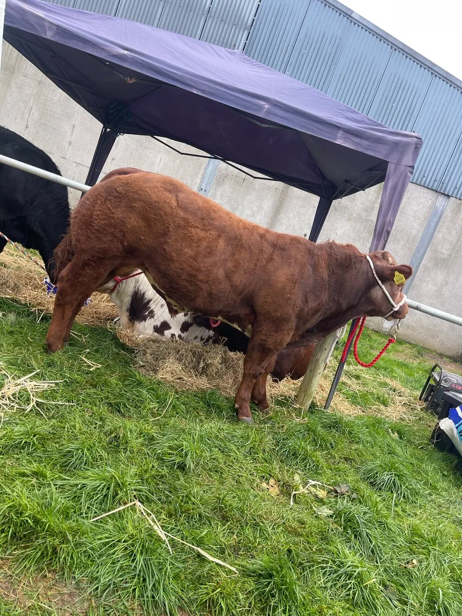 TUAM MART WEANLING SHOW AND SALE Tomorrow (21st) - Image 2