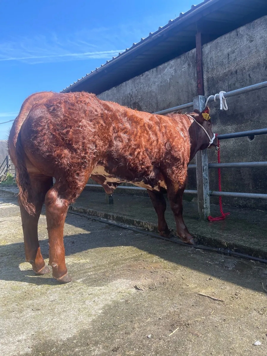 TUAM MART WEANLING SHOW AND SALE Tomorrow (21st) - Image 3