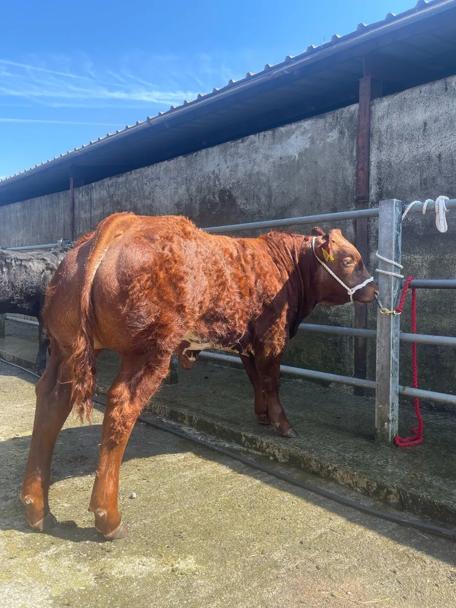 TUAM MART WEANLING SHOW AND SALE Tomorrow (21st) - Image 4