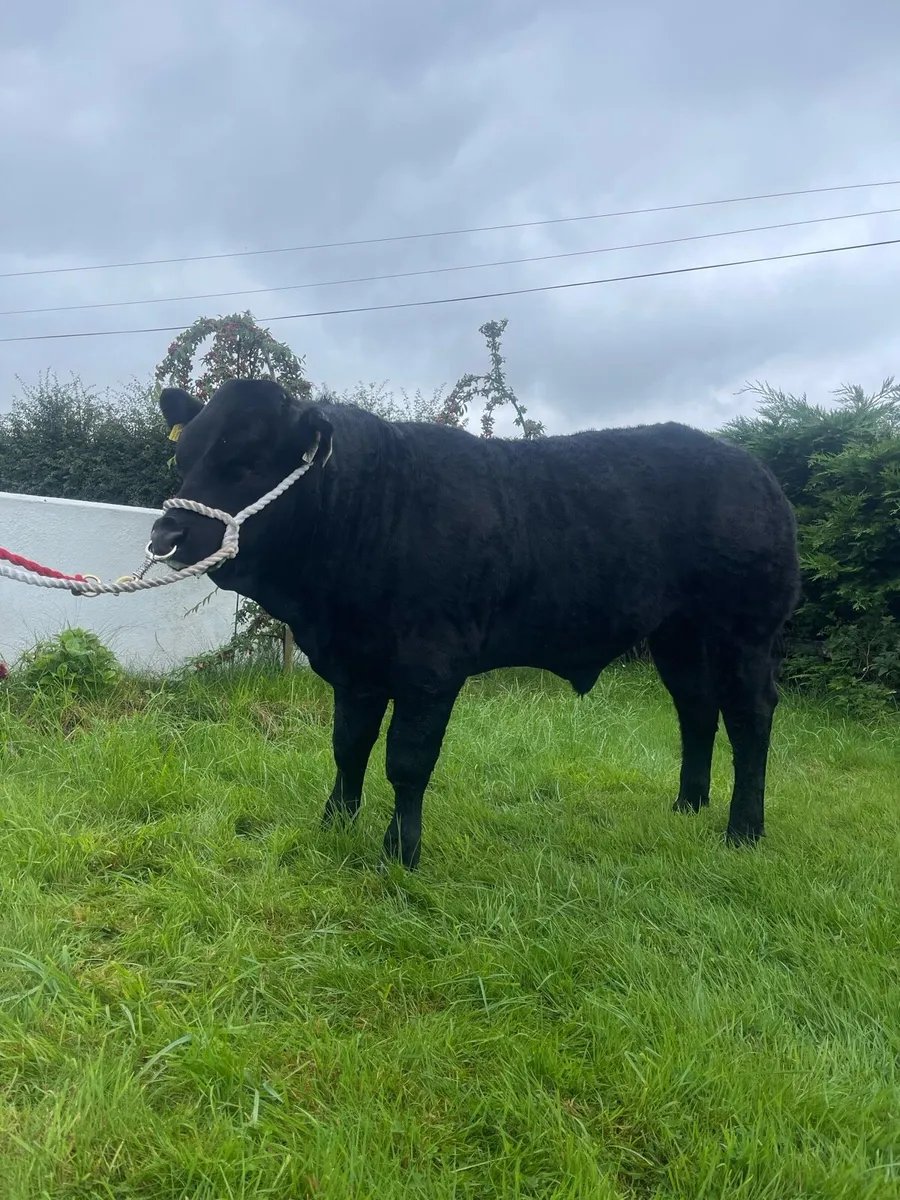 X2 SHOW WEANLING BULLS - Image 1