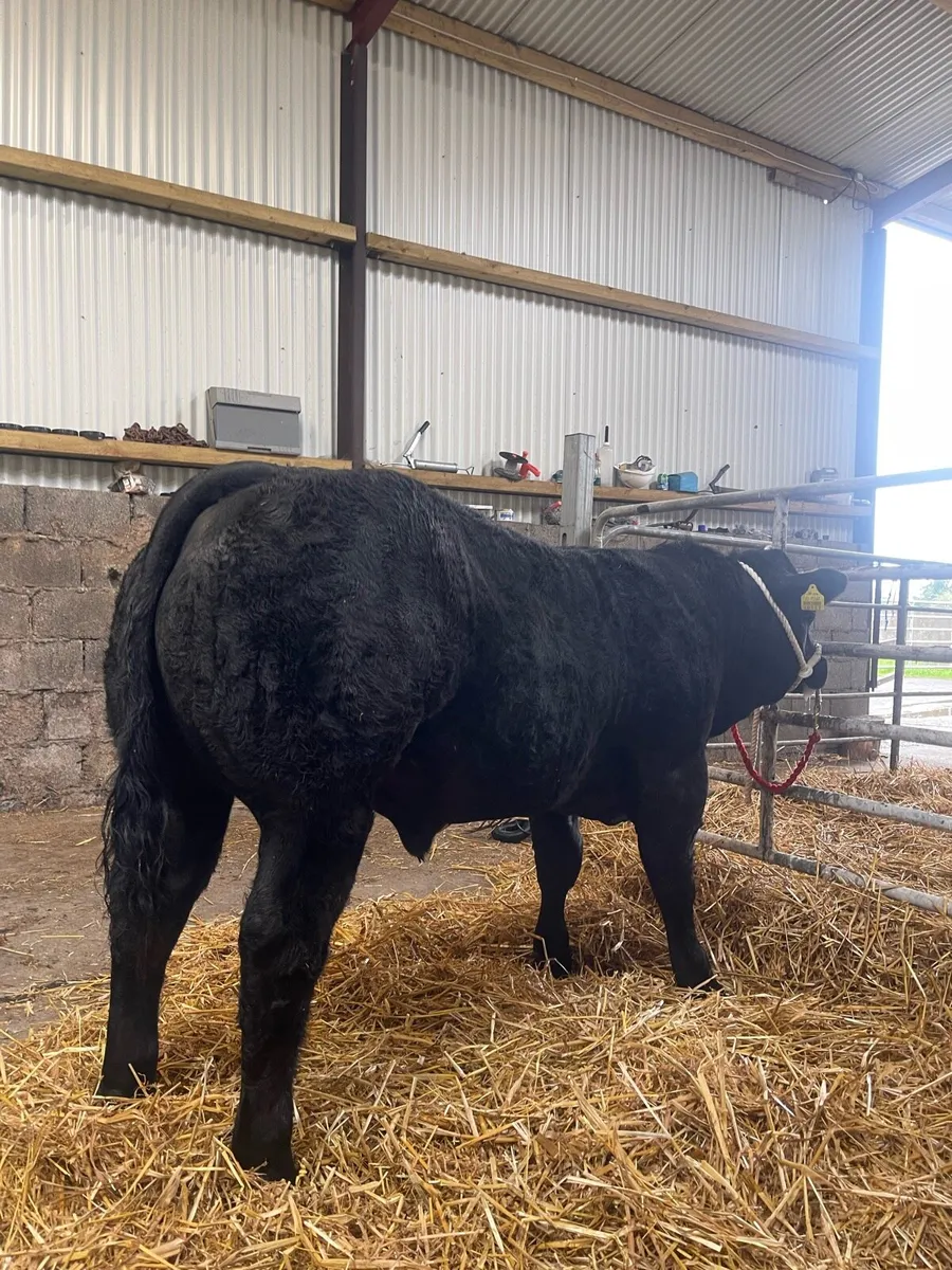 X2 SHOW WEANLING BULLS - Image 2