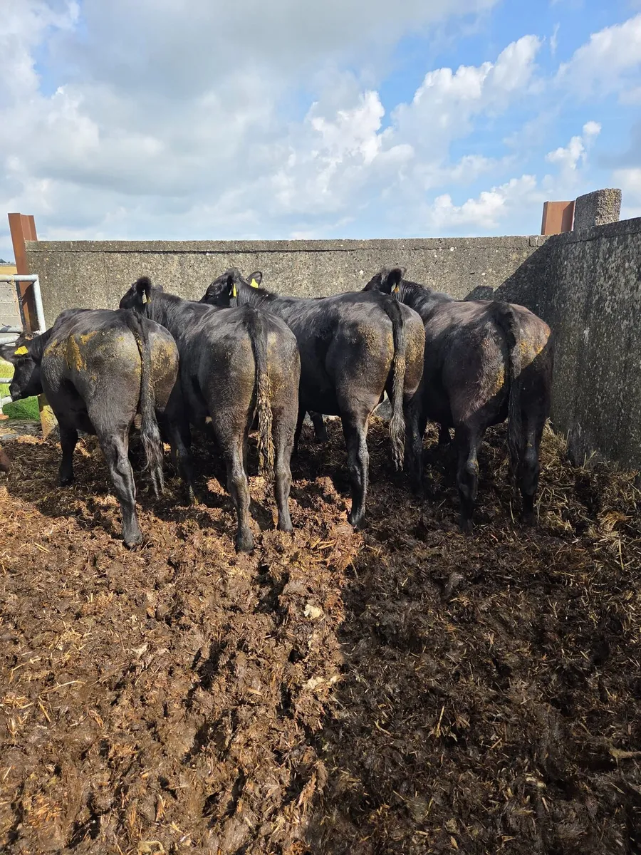 Aax bullocks - Image 1