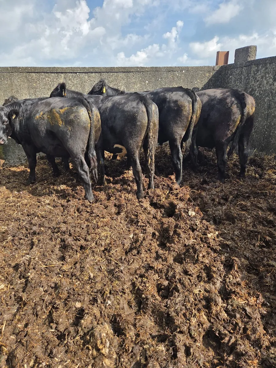 Aax bullocks - Image 2
