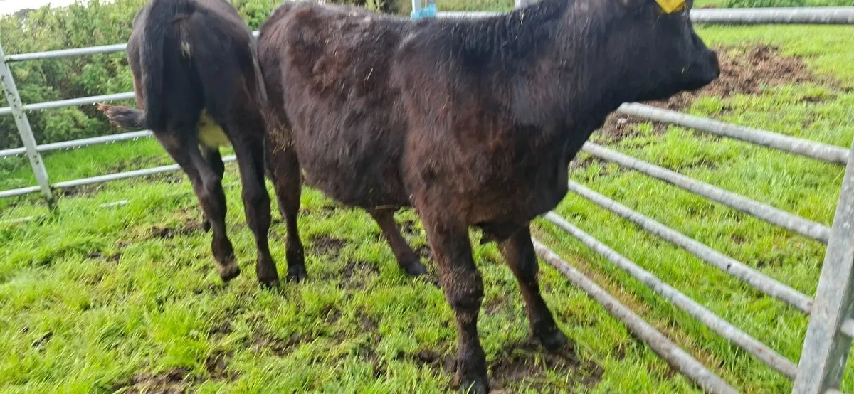 Angus Heifer Weanlings - Image 2