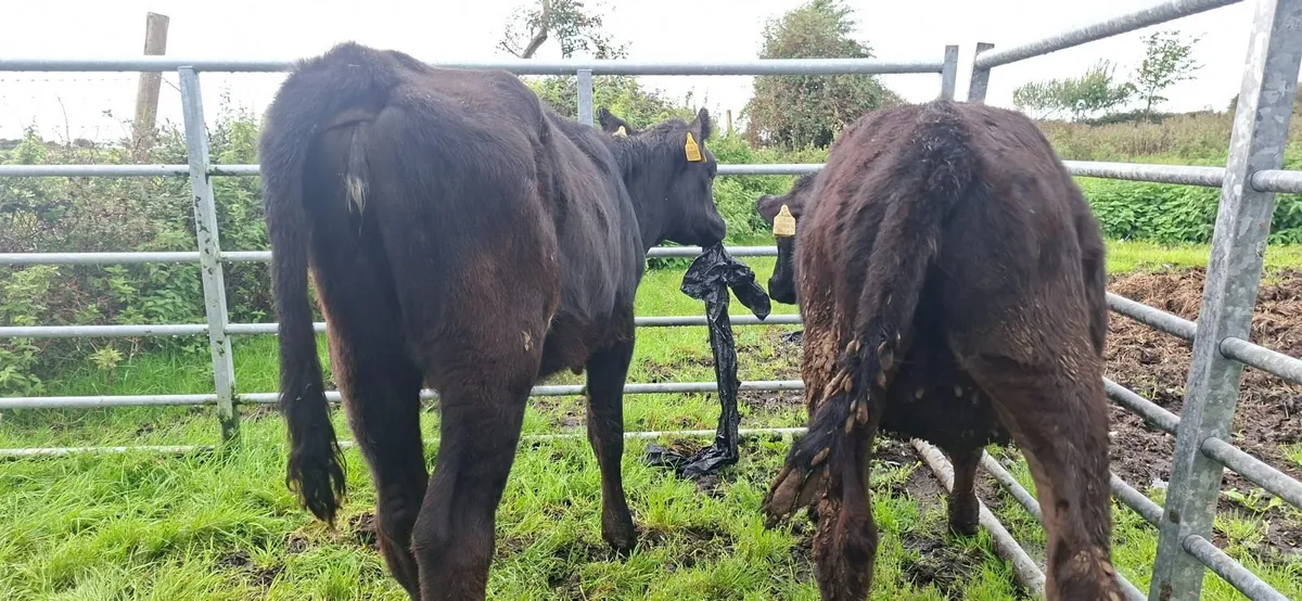 Angus Heifer Weanlings - Image 3