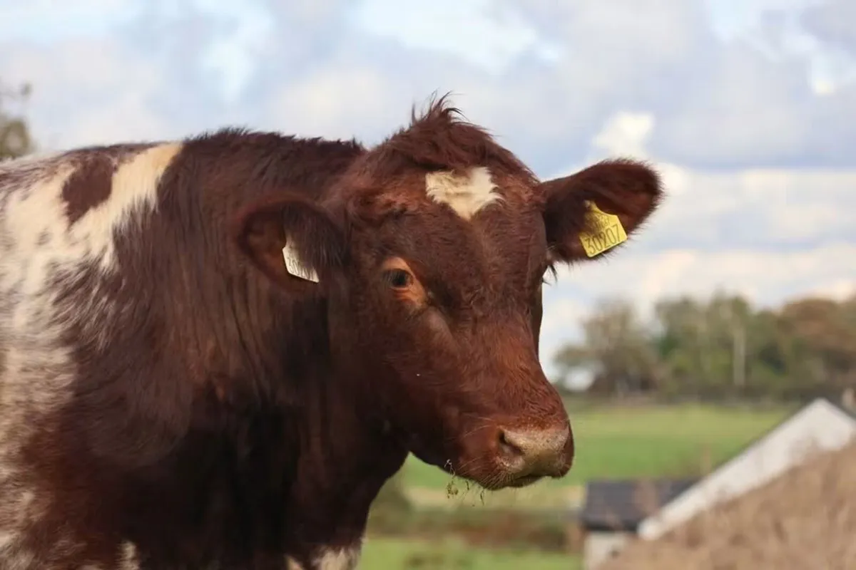 Special Beef Shorthorn Sale