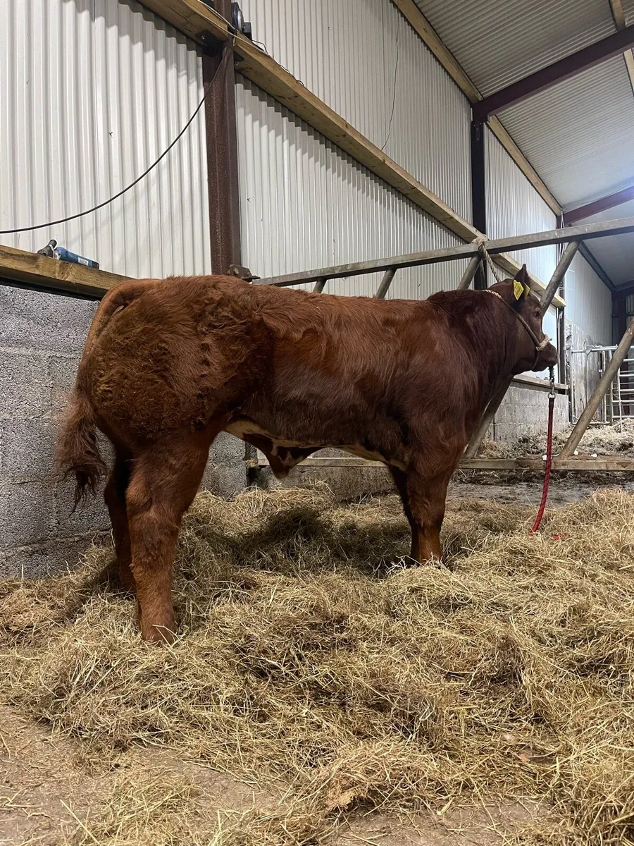 TUAM MART WEANLING SHOW AND SALE Tomorrow (21st) - Image 1