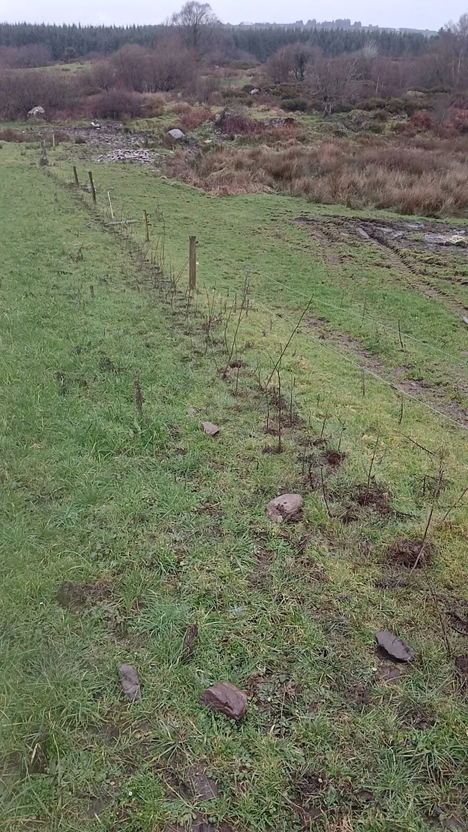 Nationwide trees and planting services - Image 2
